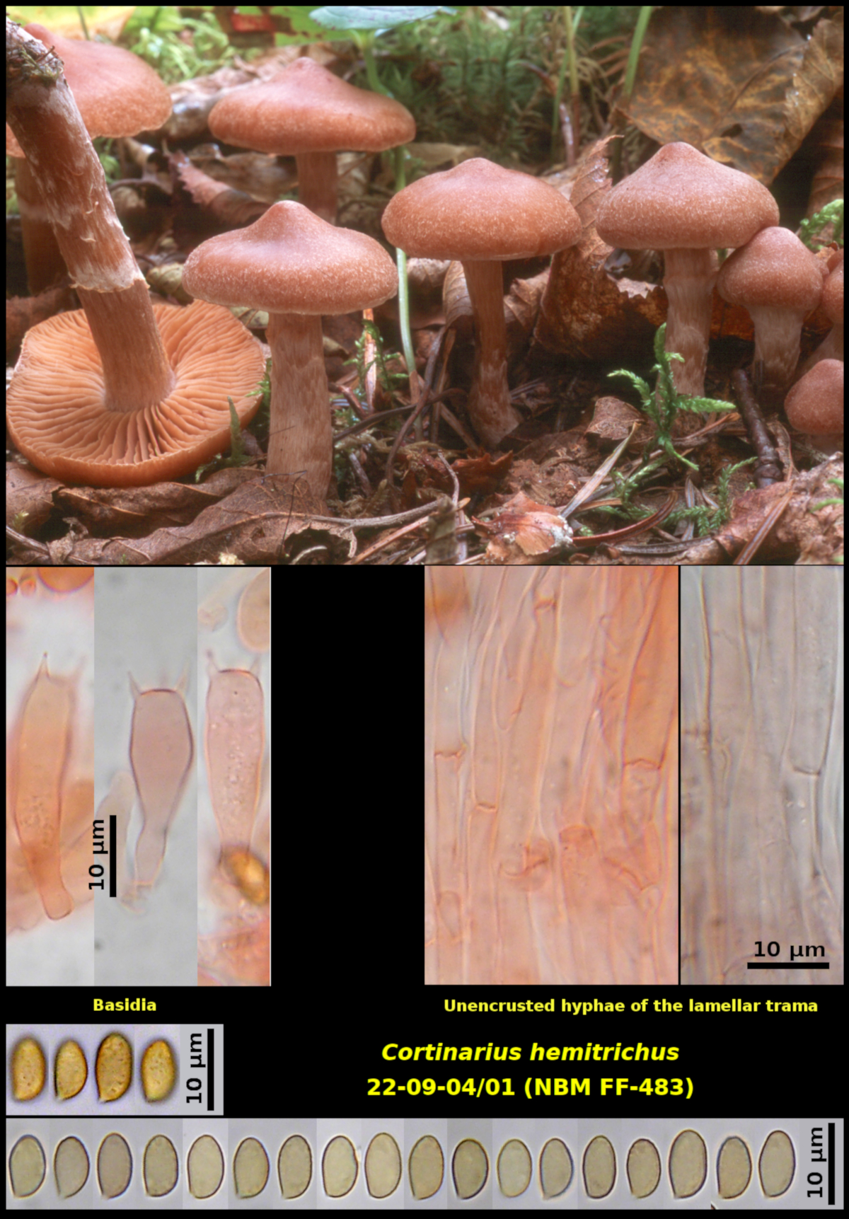 Picture of <i>Cortinarius hemitrichus</i> 22-09-04/01